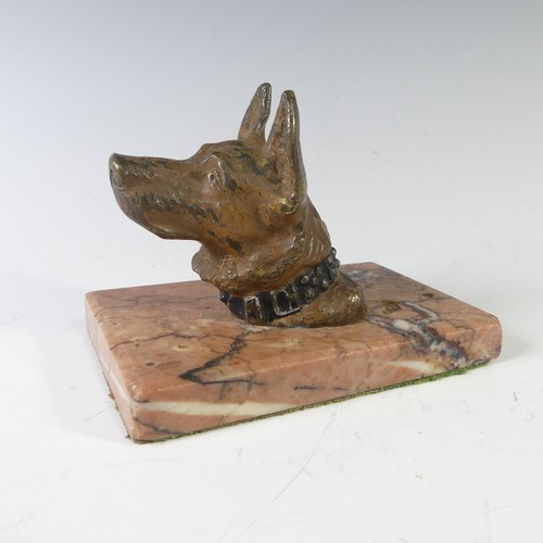 210 - An Austrian cast bronze cold painted German Shepherd head, on marble base, note wear to the paint on... 