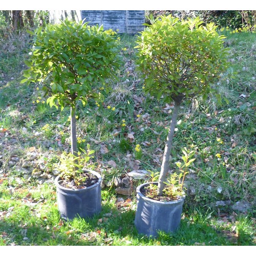 392 - A pair of Bay Trees planted into black lead effect fibreglass cylinder pots, note bottom of one of t... 