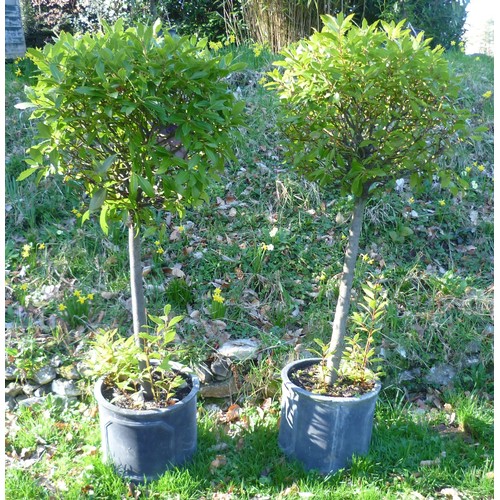 392 - A pair of Bay Trees planted into black lead effect fibreglass cylinder pots, note bottom of one of t... 