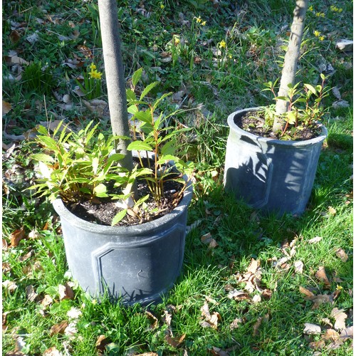 392 - A pair of Bay Trees planted into black lead effect fibreglass cylinder pots, note bottom of one of t... 