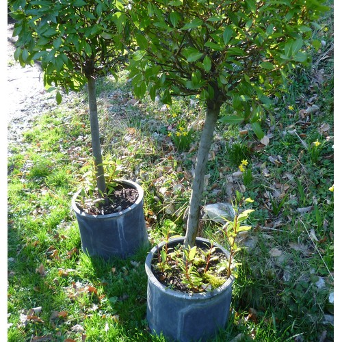 392 - A pair of Bay Trees planted into black lead effect fibreglass cylinder pots, note bottom of one of t... 