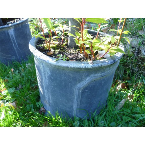 392 - A pair of Bay Trees planted into black lead effect fibreglass cylinder pots, note bottom of one of t... 