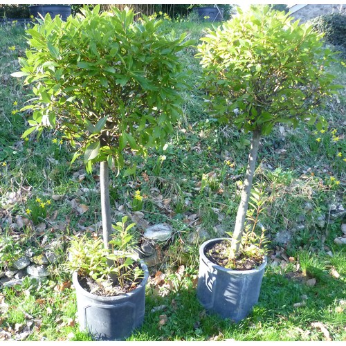 392 - A pair of Bay Trees planted into black lead effect fibreglass cylinder pots, note bottom of one of t... 