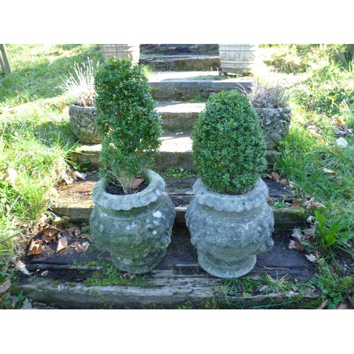 396 - A pair of reconstituted stone garden Planters, each planted with box topiary, note one planter has n... 