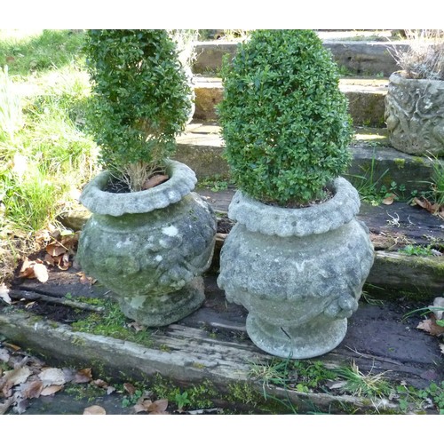 396 - A pair of reconstituted stone garden Planters, each planted with box topiary, note one planter has n... 