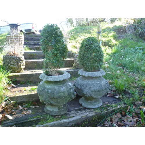 396 - A pair of reconstituted stone garden Planters, each planted with box topiary, note one planter has n... 