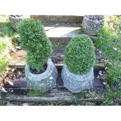 396 - A pair of reconstituted stone garden Planters, each planted with box topiary, note one planter has n... 