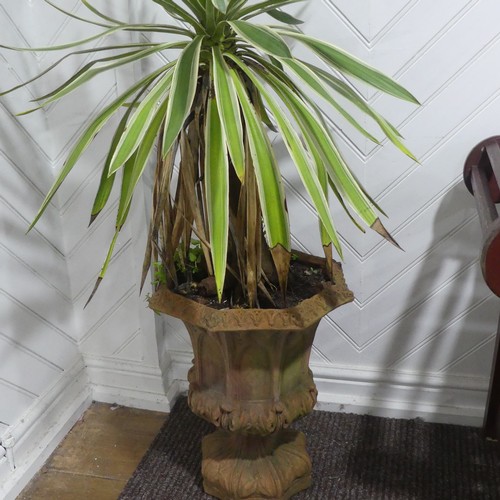 397 - A pair of gothic style terracotta Urns currently planted with Yuccas, W 42 cm x H 50 cm x D 42 cm(2)... 