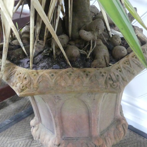 397 - A pair of gothic style terracotta Urns currently planted with Yuccas, W 42 cm x H 50 cm x D 42 cm(2)... 