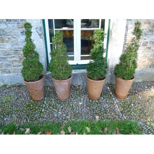 400 - Two pairs of spiral box Topiary, planted in Long Tom style terracotta plant pots, note two plants ar... 