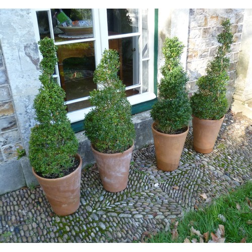 400 - Two pairs of spiral box Topiary, planted in Long Tom style terracotta plant pots, note two plants ar... 