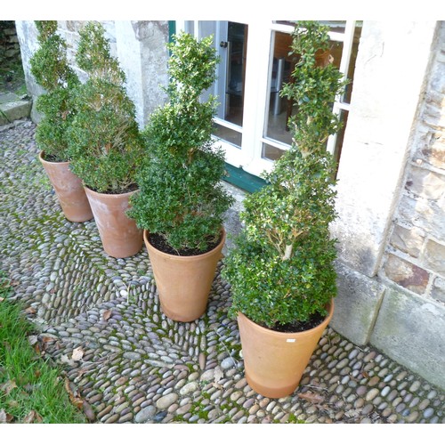 400 - Two pairs of spiral box Topiary, planted in Long Tom style terracotta plant pots, note two plants ar... 