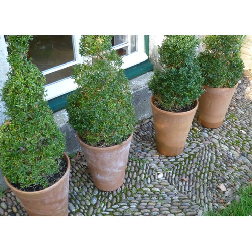 400 - Two pairs of spiral box Topiary, planted in Long Tom style terracotta plant pots, note two plants ar... 