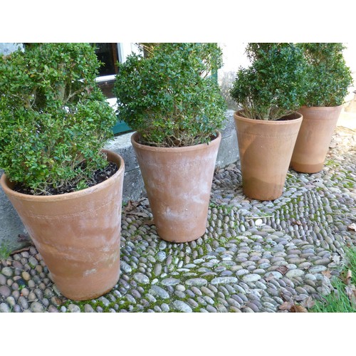 400 - Two pairs of spiral box Topiary, planted in Long Tom style terracotta plant pots, note two plants ar... 