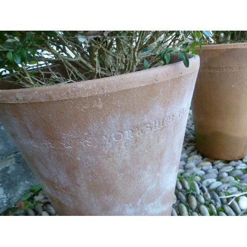 400 - Two pairs of spiral box Topiary, planted in Long Tom style terracotta plant pots, note two plants ar... 