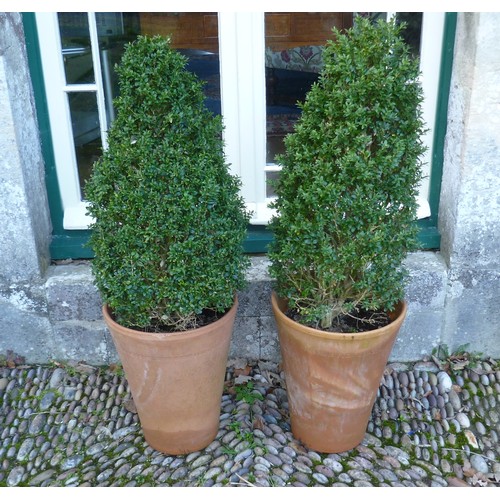 401 - A pair of cone box Topiary, planted each in a Long Tom style terracotta plant pot, H 101 cm x W 30 c... 