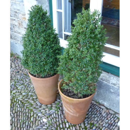 401 - A pair of cone box Topiary, planted each in a Long Tom style terracotta plant pot, H 101 cm x W 30 c... 