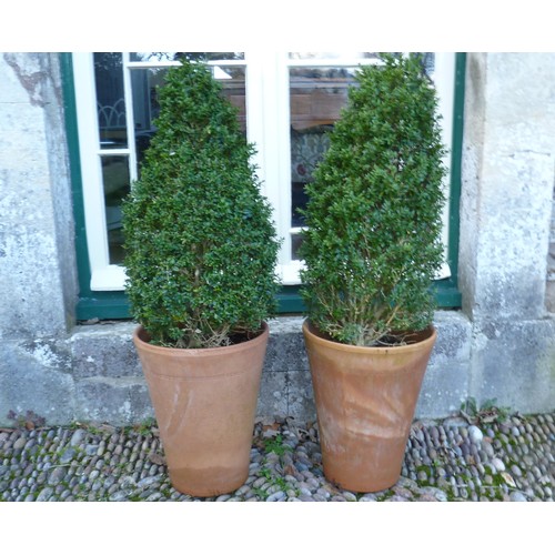 401 - A pair of cone box Topiary, planted each in a Long Tom style terracotta plant pot, H 101 cm x W 30 c... 