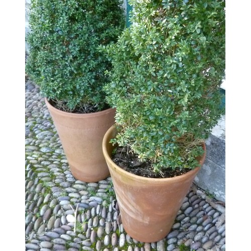 401 - A pair of cone box Topiary, planted each in a Long Tom style terracotta plant pot, H 101 cm x W 30 c... 