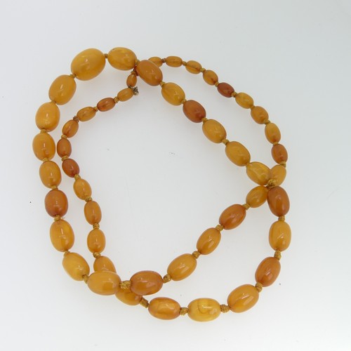 154 - A graduated amber bead Necklace, the oval beads individually knotted on yellow string and with gilt ... 