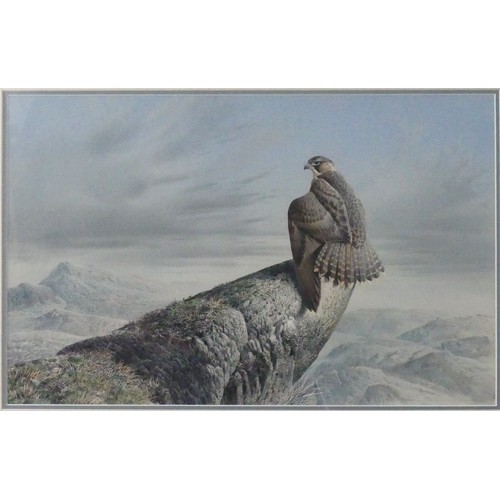 137 - Cyril David Johnston (British b.1946), Tundra Falcon, Lake Harbour, Baffin Island, watercolour, sign... 