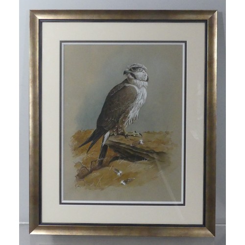 142 - Cyril David Johnston (b.1946), Lugger Falcon, perched atop a boulder, watercolour, signed in pencil,... 