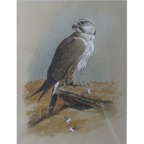 142 - Cyril David Johnston (b.1946), Lugger Falcon, perched atop a boulder, watercolour, signed in pencil,... 