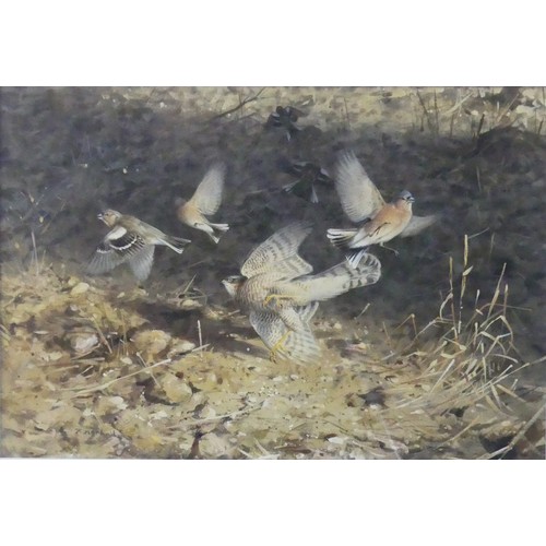 150 - Roger McPhail (b.1953), “Sparrowhawk and Chaffinches”, watercolour, signed lower left, bears gallery... 