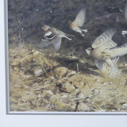 150 - Roger McPhail (b.1953), “Sparrowhawk and Chaffinches”, watercolour, signed lower left, bears gallery... 