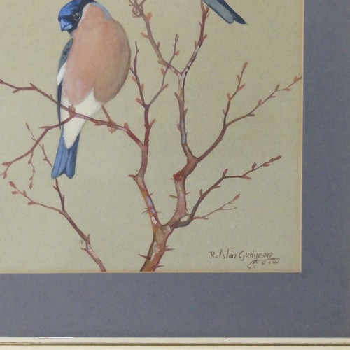 152 - Ralston Gudgeon (British, 1910-1984), Bullfinches, watercolour, signed 'Ralston Gudgeon' lower right... 