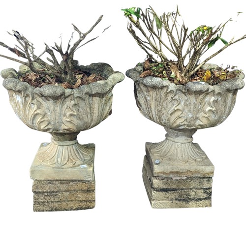 531 - A Pair of weathered reconstituted stone garden Urns, with circular acanthus/cabbage leaf bowls, rais... 