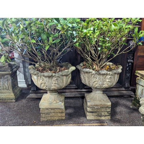 531 - A Pair of weathered reconstituted stone garden Urns, with circular acanthus/cabbage leaf bowls, rais... 