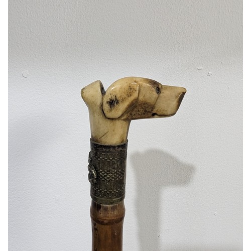 423 - An Antique walking Stick with carved dog head as handle, dogs head carved from bone, with glass eyes... 