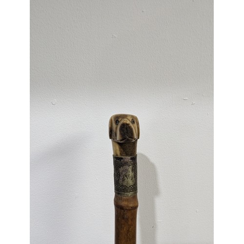 423 - An Antique walking Stick with carved dog head as handle, dogs head carved from bone, with glass eyes... 