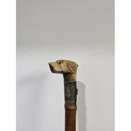 423 - An Antique walking Stick with carved dog head as handle, dogs head carved from bone, with glass eyes... 