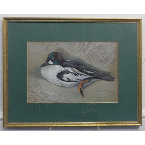 222 - Donald Watson (British, 1918-2005), Adult Drake Goldeneye, watercolour, signed and dated 31 January,... 