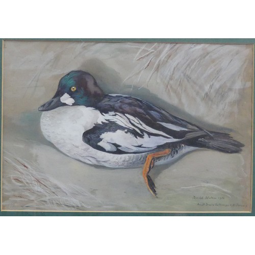 222 - Donald Watson (British, 1918-2005), Adult Drake Goldeneye, watercolour, signed and dated 31 January,... 