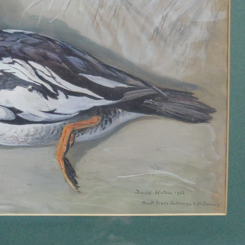 222 - Donald Watson (British, 1918-2005), Adult Drake Goldeneye, watercolour, signed and dated 31 January,... 