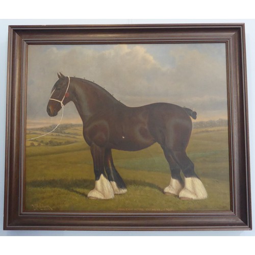 239 - William Albert Clark (1880-1963), ‘Ashleigh Royal Duchess. 50089’, portrait of a Shire horse, oil on... 