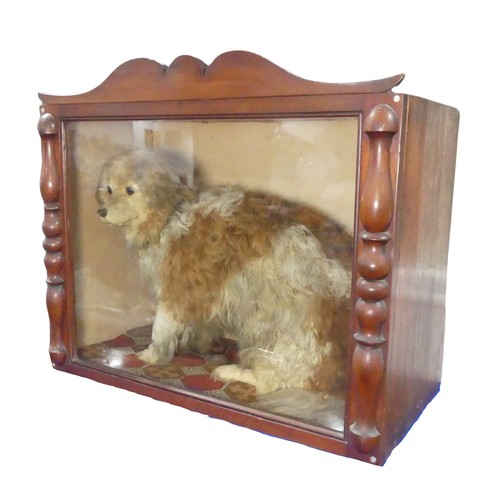 504 - Taxidermy; A Victorian cased taxidermy specimen of a Dog, 'Old Glover', possibly by 'Richard Richard... 