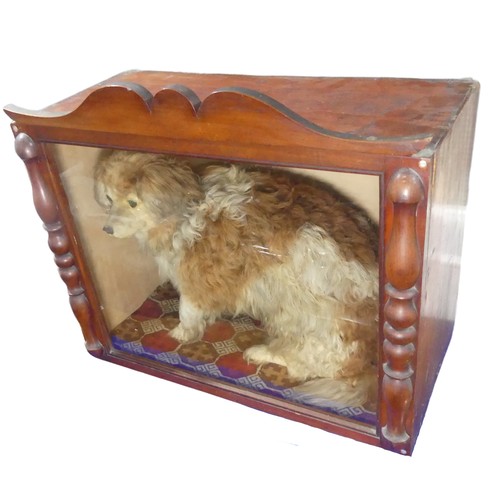 504 - Taxidermy; A Victorian cased taxidermy specimen of a Dog, 'Old Glover', possibly by 'Richard Richard... 