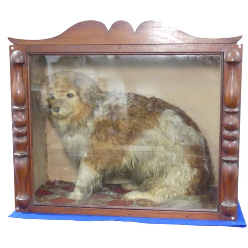 504 - Taxidermy; A Victorian cased taxidermy specimen of a Dog, 'Old Glover', possibly by 'Richard Richard... 