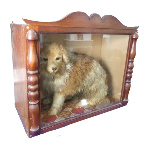 504 - Taxidermy; A Victorian cased taxidermy specimen of a Dog, 'Old Glover', possibly by 'Richard Richard... 