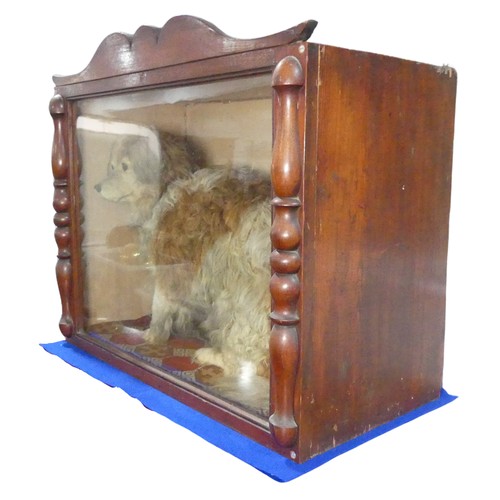 504 - Taxidermy; A Victorian cased taxidermy specimen of a Dog, 'Old Glover', possibly by 'Richard Richard... 