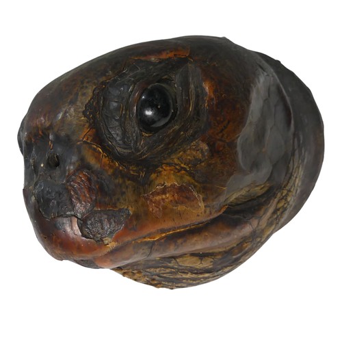 519 - Taxidermy; A large Victorian Turtle Head, wooden back, W 17 cm x H 17 cm x D 21 cm.