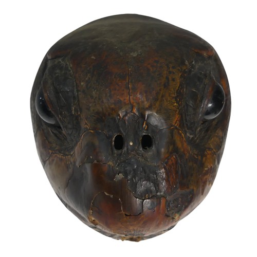 519 - Taxidermy; A large Victorian Turtle Head, wooden back, W 17 cm x H 17 cm x D 21 cm.