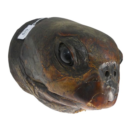 519 - Taxidermy; A large Victorian Turtle Head, wooden back, W 17 cm x H 17 cm x D 21 cm.