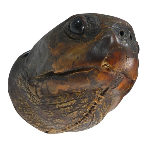 519 - Taxidermy; A large Victorian Turtle Head, wooden back, W 17 cm x H 17 cm x D 21 cm.