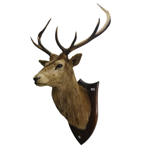 Taxidermy: A late 20th century mounted Stag head, with 7 points (3 + 4 ...