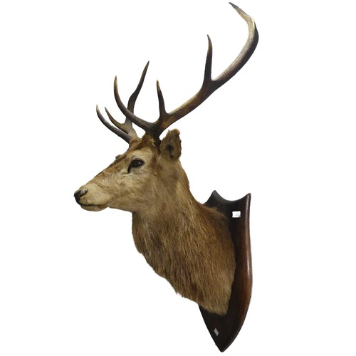 Taxidermy: A late 20th century mounted Stag head, with 7 points (3 + 4 ...